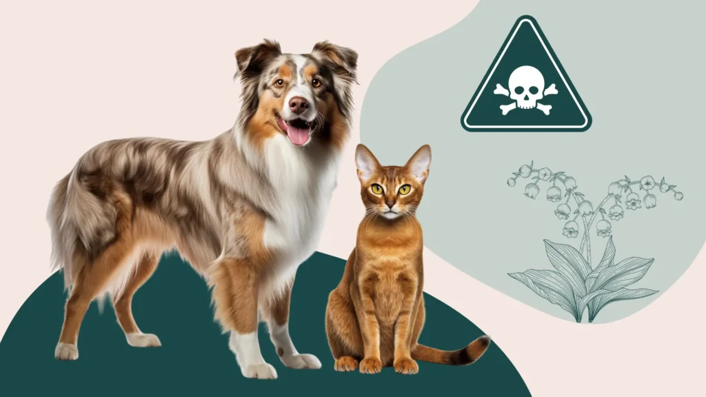 Toxicité du muguet chien et chat