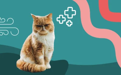 Particularités des chats brachycéphales : nos conseils santé 
