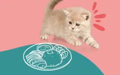 Donner de la nourriture humaine à son chat : est-ce une bonne idée ?
