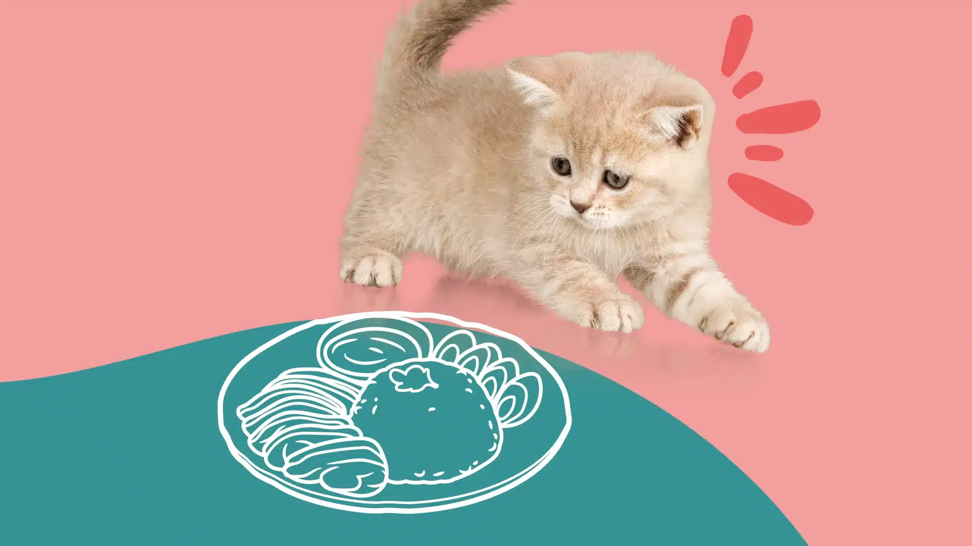 Donner de la nourriture humaine à votre chat ? Nos conseils