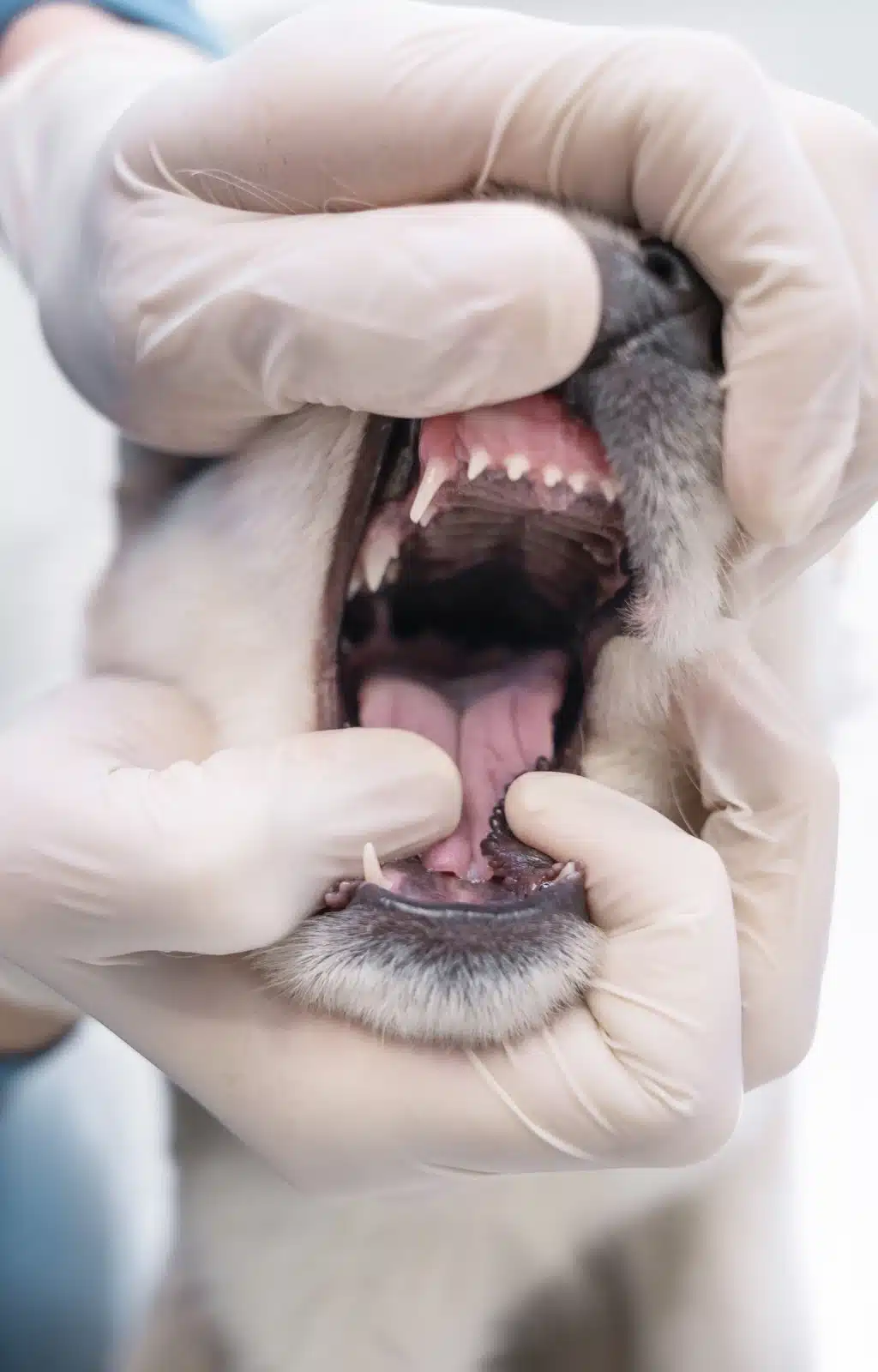 La dentisterie vétérinaire : conseils et explications