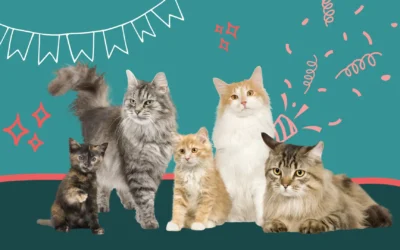 Le 8 août, c’est la Journée Internationale du chat !