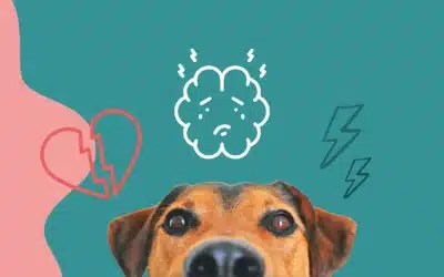 L’anxiété de séparation chez le chien : comment aider votre compagnon ?  