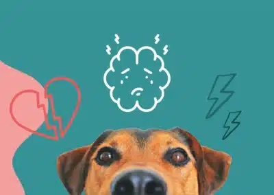 L’anxiété de séparation chez le chien : comment aider votre compagnon ?  