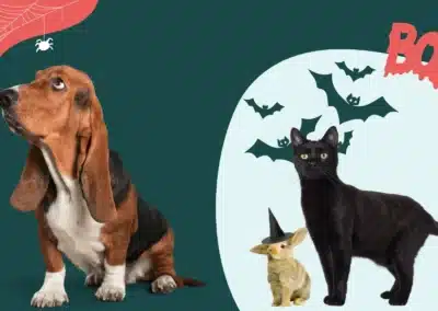 Halloween : quels sont les dangers pour mon chat ou mon chien ?