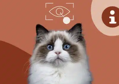 Cataracte chez le chat : quels sont les symptômes et traitements ?