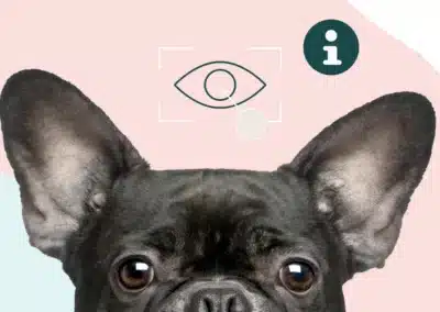 La cataracte chez le chien