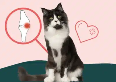 Arthrose chez le chat : quels symptômes et quels traitements ?  