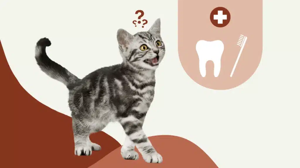 la dentition chez le chat 