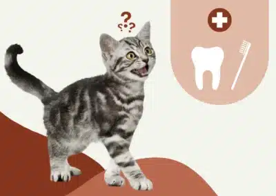 Dentition du chat : tout savoir sur les dents de votre chat  
