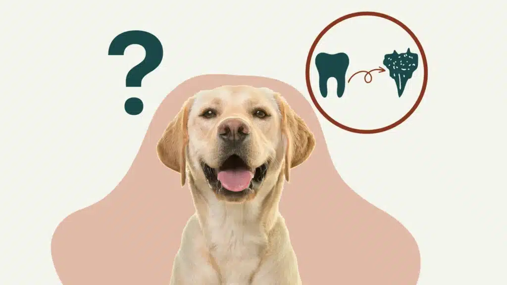 dent chien, dentition canine, dent vétérinaire, sevetys, soin, santé, canin, chien