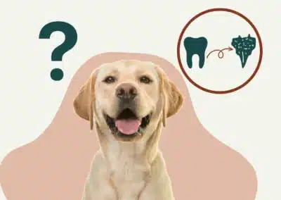 Dentition du chien : tout savoir sur les dents de votre chien  