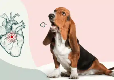 L’insuffisance cardiaque chez le chien