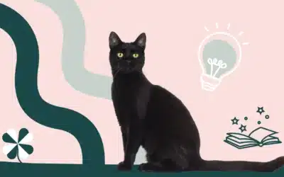 La Journée Internationale du chat noir : le 17 août 
