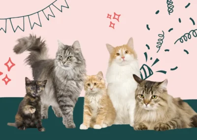 Le 8 août, c’est la Journée Internationale du chat !
