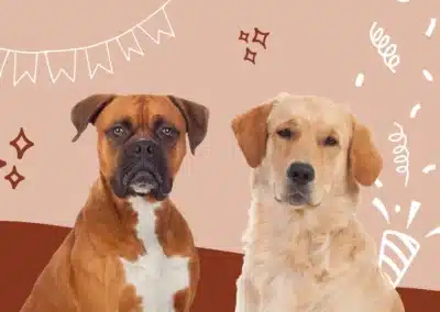 Le 26 août, c’est la Journée Internationale du chien ! 