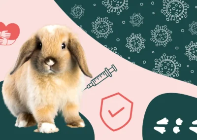 La vaccination du lapin : nos conseils vétérinaires