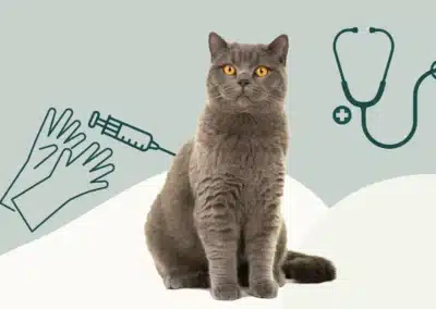 Vaccins chez le chat : nos conseils vétérinaires pour le protéger