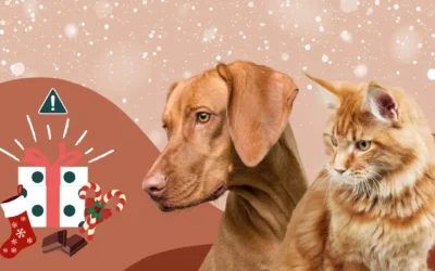 Noël : dangers, conseils et prévention pour votre chien et votre chat 