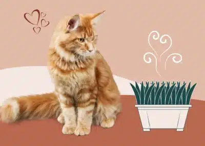Herbe à chat : bien-être, santé et conseils vétérinaires