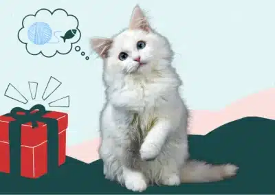 Top 10 des cadeaux de Noël pour chat : notre sélection vétérinaire