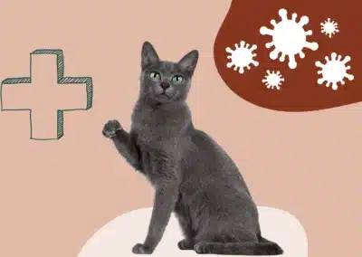 La calicivirose, maladie virale chez le chat : symptômes et traitements 