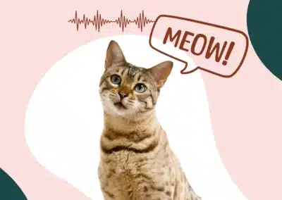Miaulements du chat : nos vétérinaires traduisent ce qu’il veut vous dire