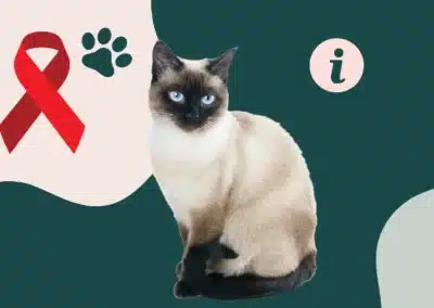 Le sida du chat (FIV) : tout savoir sur cette maladie virale 