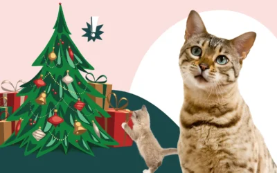 Pourquoi le sapin de Noël peut-il être dangereux pour votre chat ?  