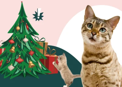 Pourquoi le sapin de Noël peut-il être dangereux pour votre chat ?  