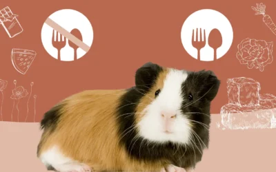 Alimentation du cochon d’Inde : conseils de nos vétérinaires