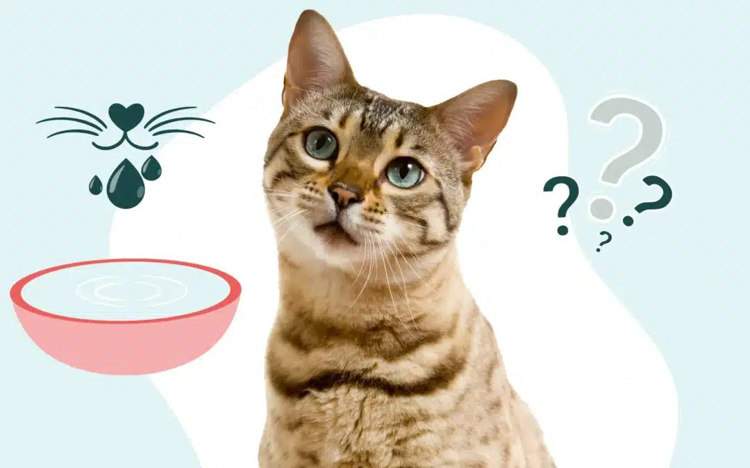 L’hypersalivation chez le chat : qu’est-ce que c’est et quelles sont les causes ?