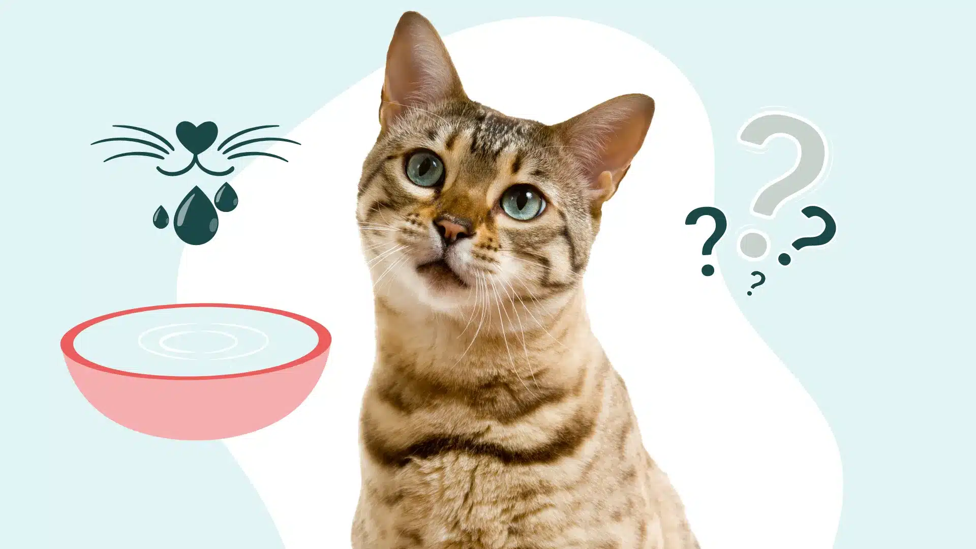 L'hypersalivation chez le chat : pourquoi et que faire ?