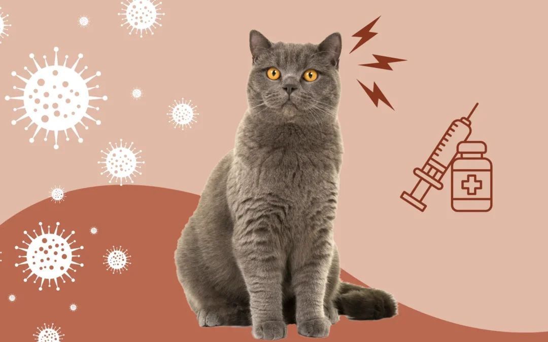 Le coryza du chat : prévention et traitement de cette maladie 