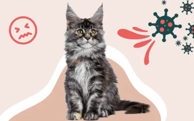 Le typhus chez le chat : tout savoir sur cette maladie contagieuse 