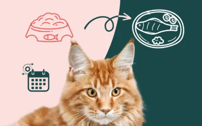 Comment réussir la transition alimentaire de votre chat ?