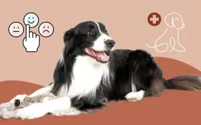 Quels sont les symptômes d’une grossesse nerveuse chez la chienne et quels sont les traitements ?