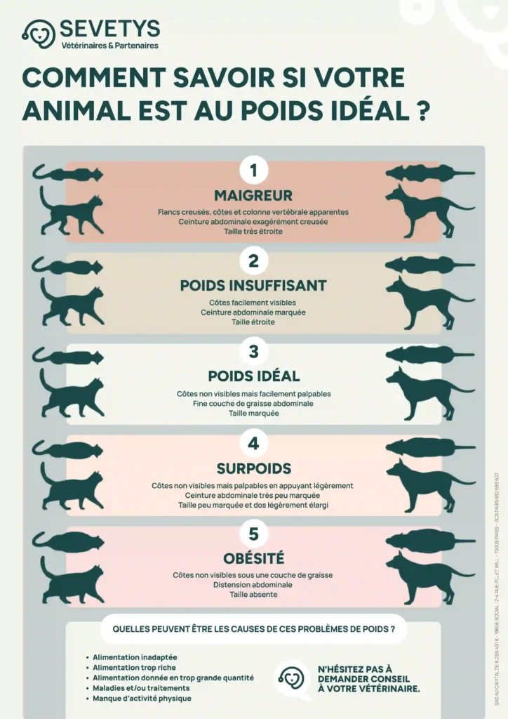 Votre animal est-il au poids idéal ?