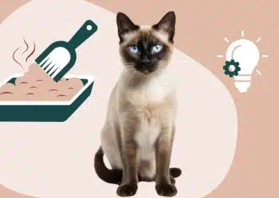 Diarrhée chat : causes, symptômes et nos conseils vétérinaires