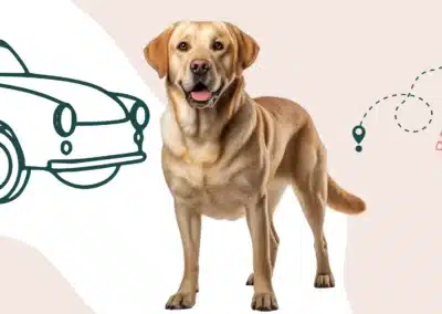 Comment transporter son chien en voiture ?