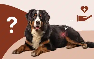 Pancréatite chez le chien : quels sont les signes cliniques et traitements ?
