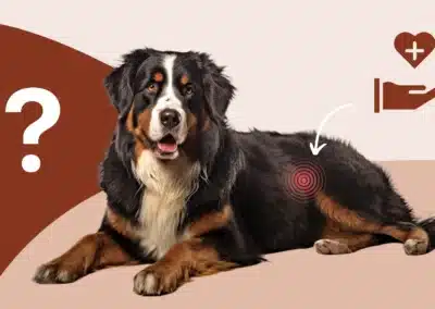 Pancréatite chez le chien : quels sont les signes cliniques et traitements ?